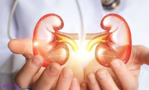 枸杞子是补肾阴虚还是补肾阳虚?夏季燥热男性能常吃枸杞吗?