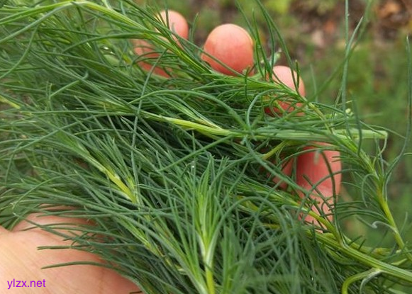 糖尿病患者可以吃猪毛菜吗?猪毛菜多吃可以控糖吗?