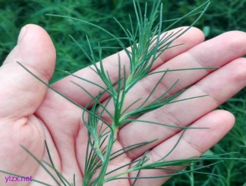 糖尿病患者可以吃猪毛菜吗?猪毛菜多吃可以控糖吗?