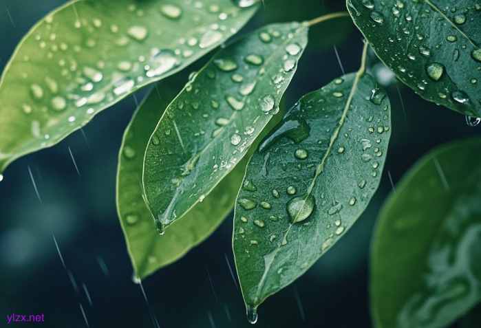 为何多雨时节总“犯困”？温养脾胃正当时