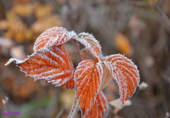 冷空气突袭广东降温雨水霜冻 4月或有4次冷空气+降水! 冷空气突袭广东降温雨水霜冻 4月或有4次冷空气+降水!