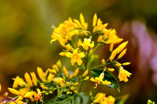 女子一口野菜吃进ICU 你知道自己采摘的野菜安全吗？