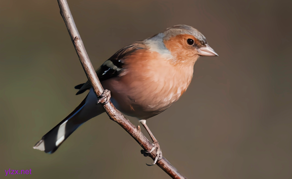 鸟类感染病毒后脖子扭转180度 别碰!赶紧远离!