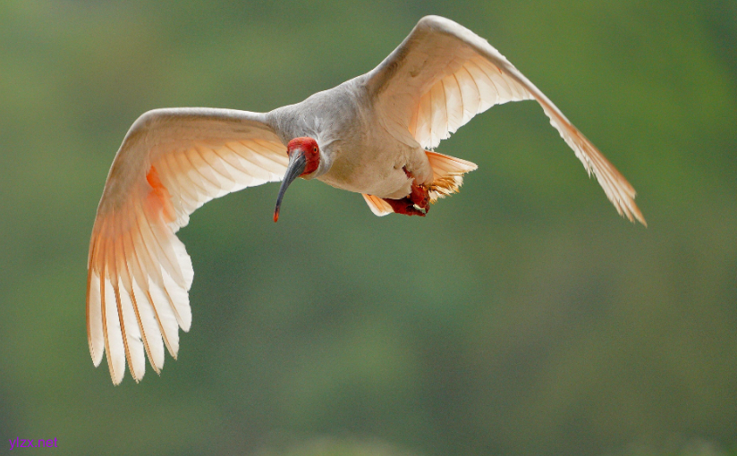 鸟类感染病毒后脖子扭转180度 别碰!赶紧远离!