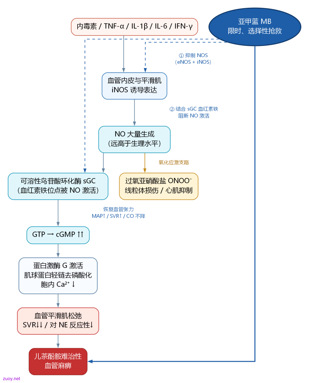 亚甲蓝在 NO-sGC-cGMP 通路中的作用位点
